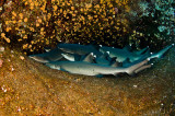 White tip reed sharks