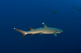 White tip reef shark