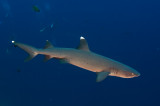 White tip reef shark