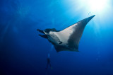 Manta Ray and a diver