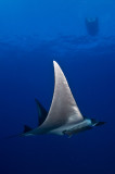 Manta Ray