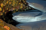 White tip reef sharks