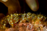 Anemone fish eggs