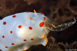 Nudibranch eating a sea hare