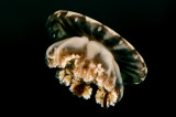 Casiopea Jellyfish