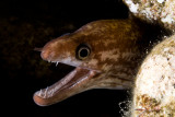 Juvenile Moray Eel