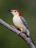 Red-Bellied Woodpecker pb.jpg