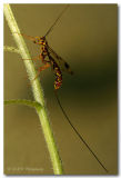 Megarhyssa Wasp pc.jpg