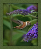 humming_birds_2012