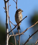 Purple Finch