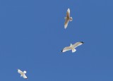 Iceland Gull, Herring and Ring-billed Gull