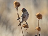 Common Redpoll