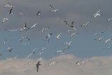 Teller Pond gulls