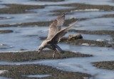 Thayers Gull