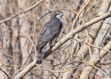 Northern Goshawk