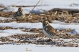 Lapland Longspur