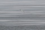 Glaucous Gull (adult)