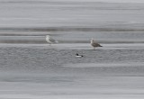 Glaucous Gull (adult)