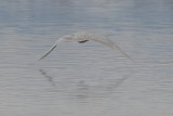 Kumliens Iceland Gull