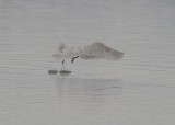 Kumliens Iceland Gull