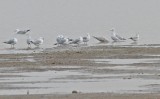 Kumliens Iceland Gull