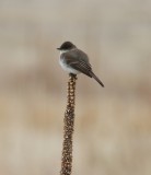 Eastern Phoebe