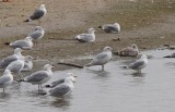 Lesser Black-backed and Thayers Gull