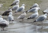 Iceland Gull