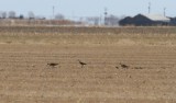 Long-billed Curlew