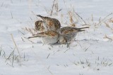 McCowns Longspur / Lapland Longspur