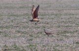 Whimbrel / Long-billed Curlew