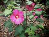 Hibiscus Mutabilis 