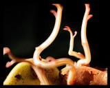 Abstract ~ new life