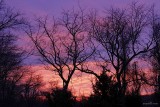 Branching out in color