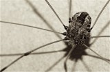 Creepy Crawly 