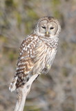 DSC_0997b.JPG