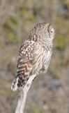 DSC_0018b.JPG