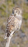 DSC_0026b.JPG