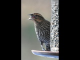 DSC_1001b.JPG