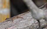 DSC_0799b.JPG