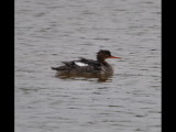 DSC_0824b.JPG