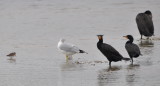 DSC_0826b.JPG