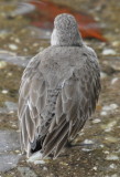 DSC_0869b.JPG