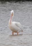 DSC_0878b.JPG