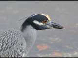DSC_0911b.JPG