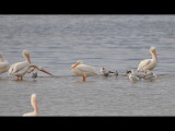 DSC_0914b.JPG