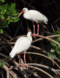 DSC_0954b.JPG