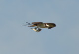 DSC_0959b.JPG