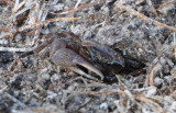 DSC_0972b.JPG