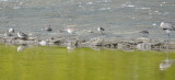 DSC_0048b.JPG
